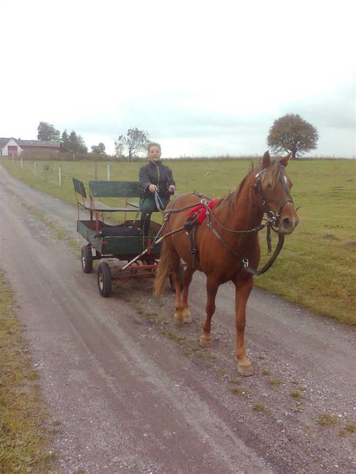 New Forest Matilte<3*solgt :'( * - Matilte for den firhjulede<3 billede 2