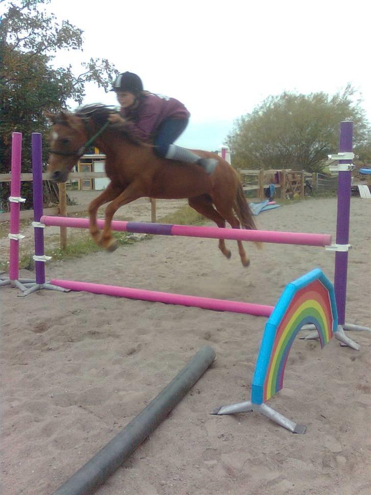 New Forest Matilte<3*solgt :'( * - Uden sadle, good girl<3  billede 3