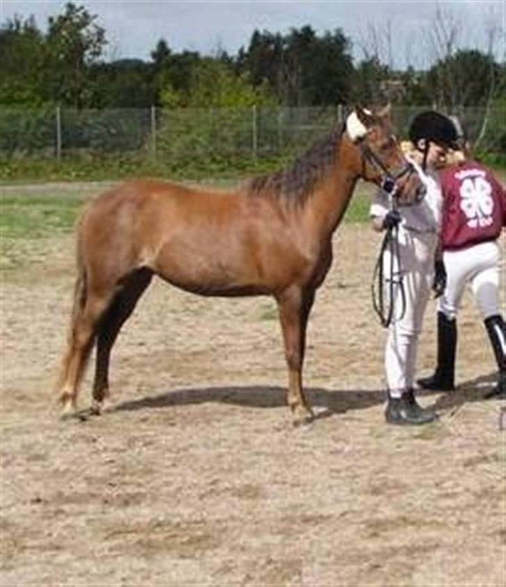 New Forest Matilte<3*solgt :'( * - Fin, Fin Opstilling<3 billede 4