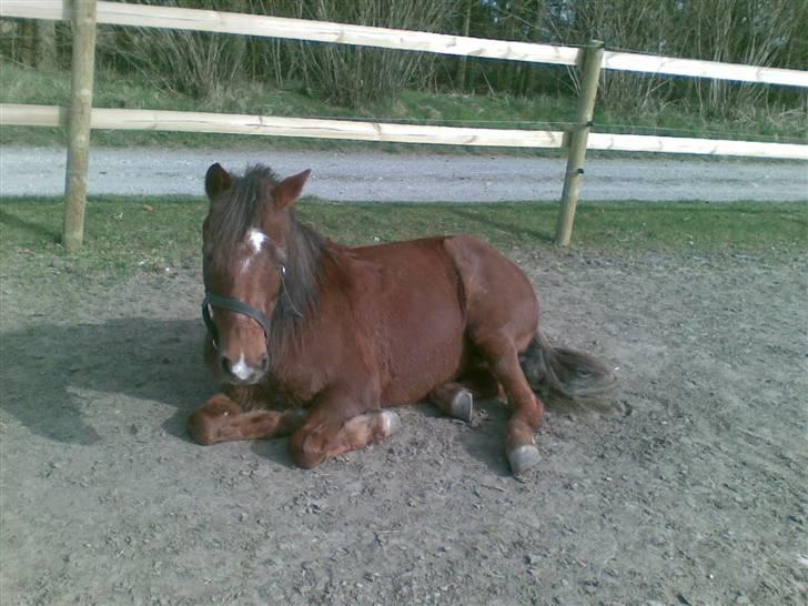 New Forest Matilte<3*solgt :'( * - Hygge på folden<33 billede 5