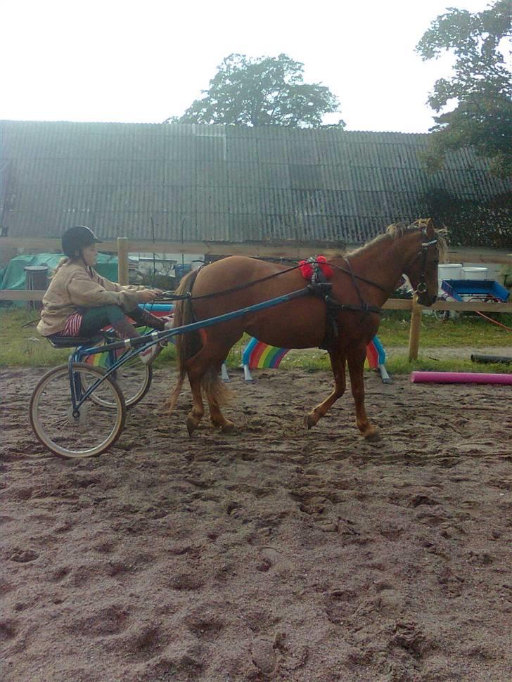 New Forest Matilte<3*solgt :'( * - Matilte første gang for vogn ;i<3 billede 7