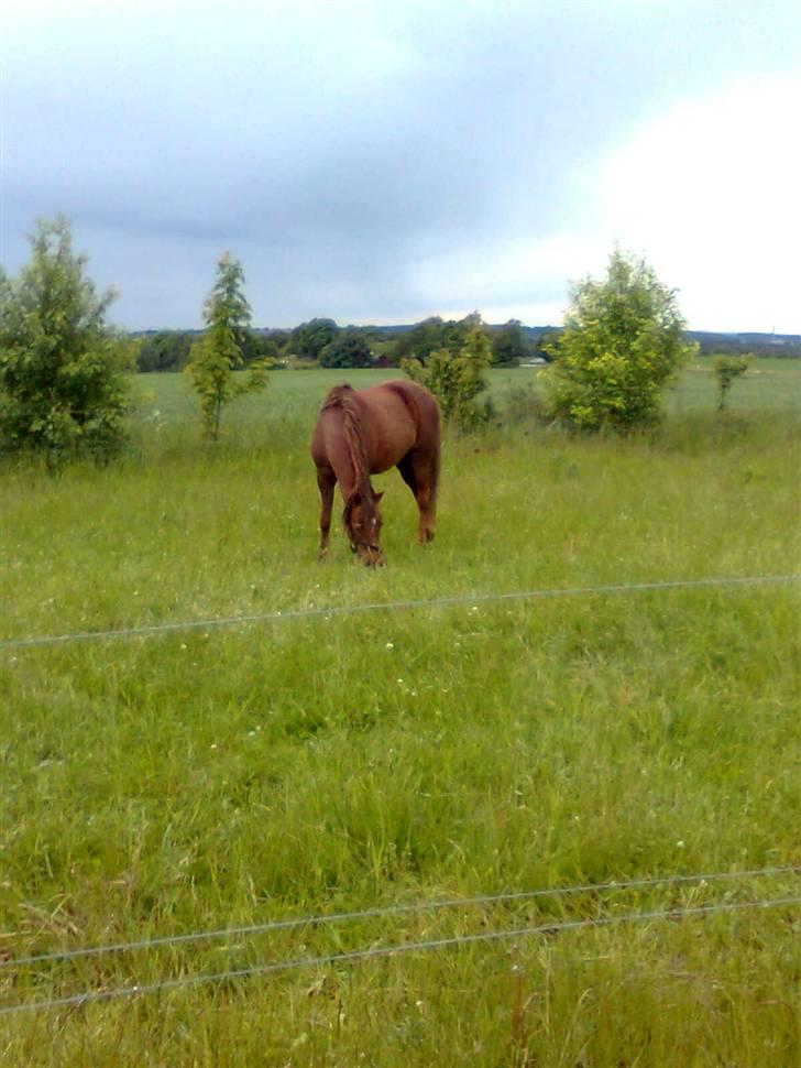 New Forest Matilte<3*solgt :'( * - Matilte på GRÆS xD billede 8