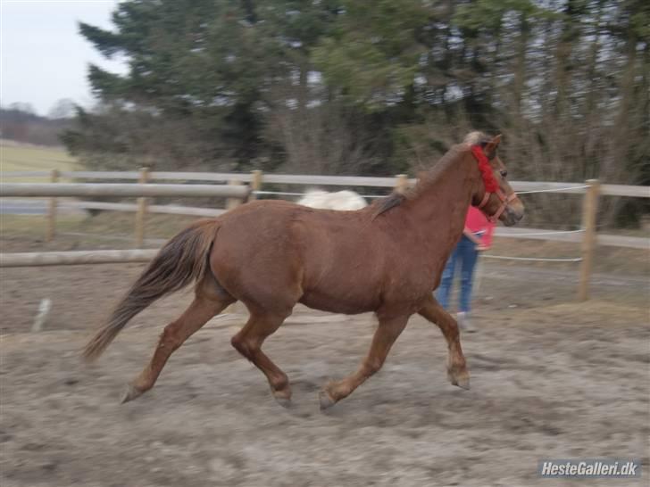 New Forest Matilte<3*solgt :'( * - Gang.dk!! billede 9