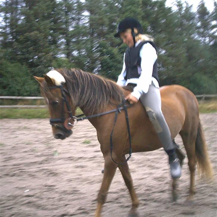 New Forest Matilte<3*solgt :'( * - min Spring pony der kan gå dressur<3 billede 11