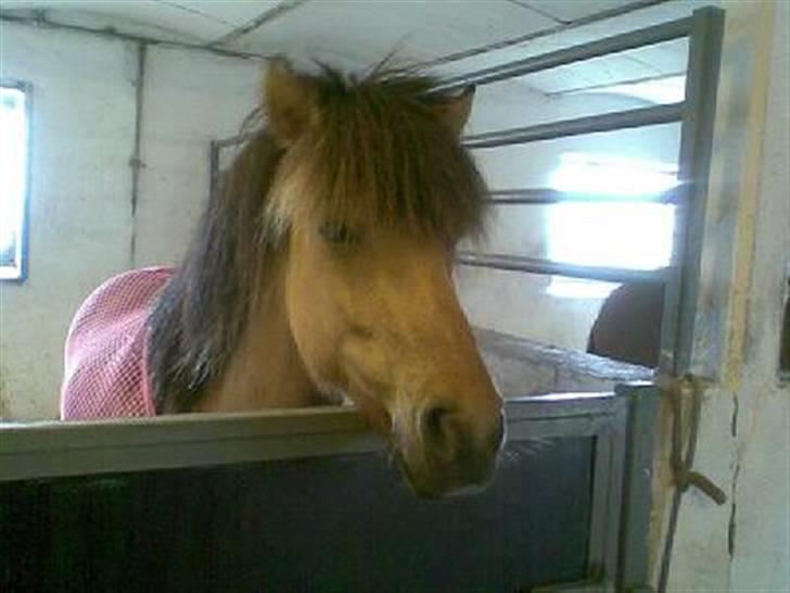 Anden særlig race Zimba / Rex - Rex, efter en alt for lang og varm ridetur s;<3 billede 7