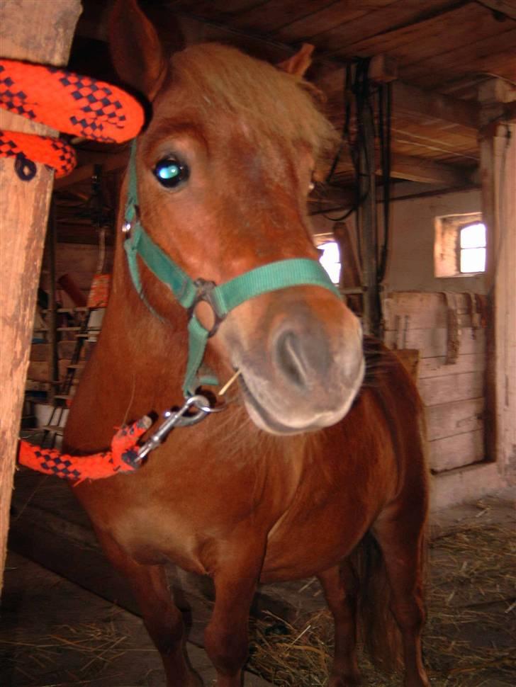 Shetlænder Freja - Min Lille Tøs billede 1