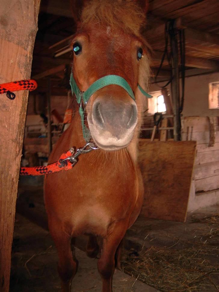 Shetlænder Freja - Hej med dig.. Har du noget guf. MUMS<3 billede 3