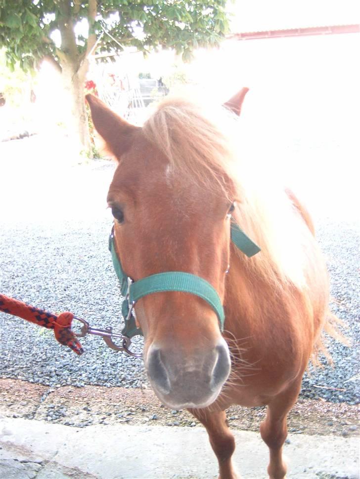 Shetlænder Freja - Solen skinner himlen er blå.. <´3 billede 4