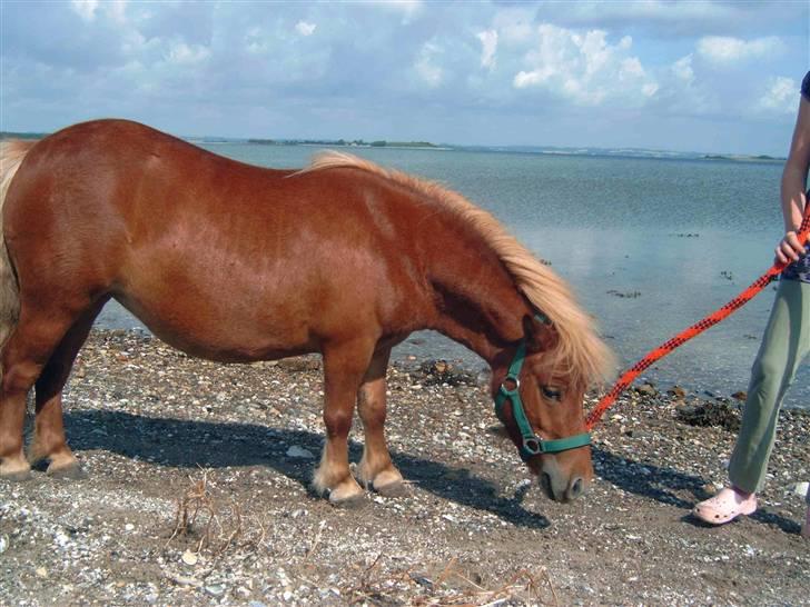 Shetlænder Freja - Hvad er det.?? billede 5