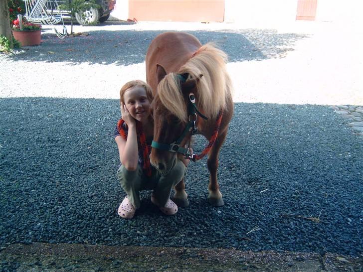 Shetlænder Freja - Hej med jer. ! billede 6