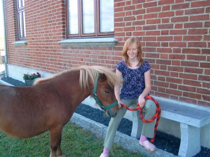 Shetlænder Freja - Dejllig med lidt hygge. !! billede 7