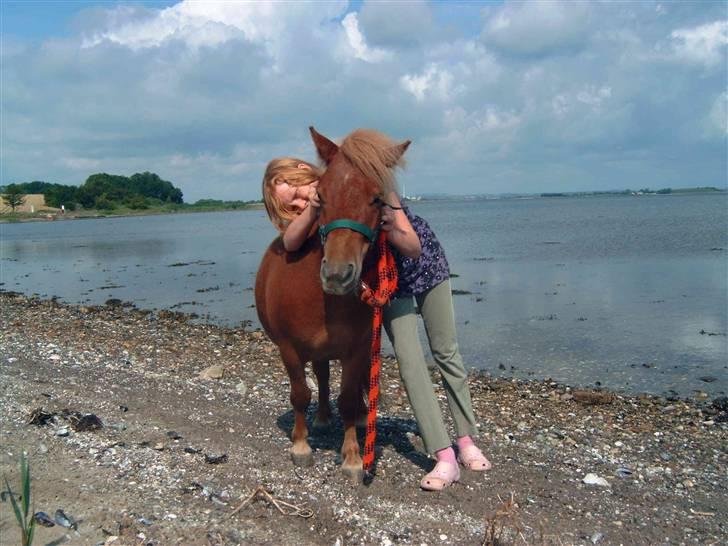 Shetlænder Freja - Hva så der mand.. billede 8