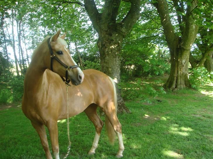 Palomino Cholé *Avlshoppe - smukke cholé. 2007 billede 22
