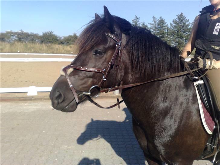 Anden særlig race Blacky (solgt) - Blacky og Charlotte igen billede 7
