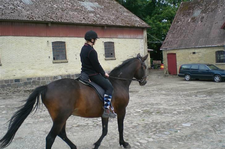 Traver Ginkgo Star - Prøve ny sadel. billede 10