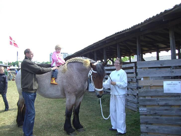 Belgier Dalmoses Bertha (solgt) billede 8