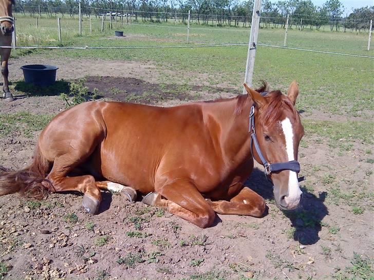 Dansk Varmblod Z op's Claudius. billede 7