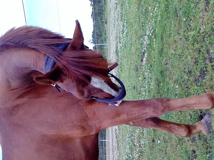 Dansk Varmblod Z op's Claudius. billede 8