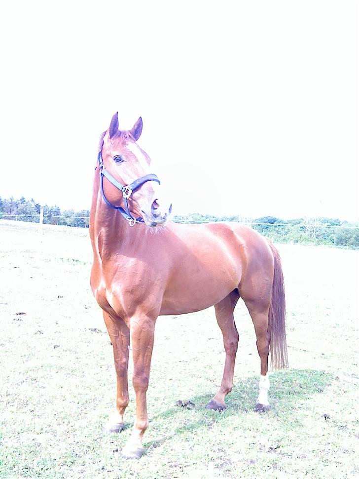 Dansk Varmblod Z op's Claudius. billede 10