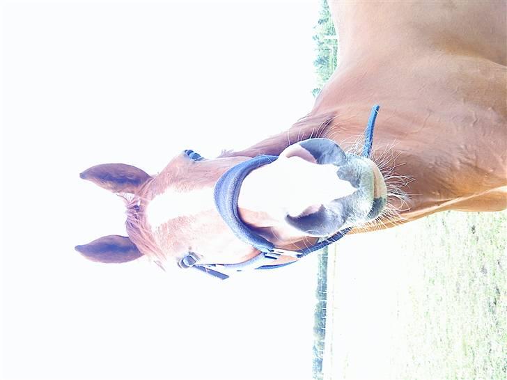 Dansk Varmblod Z op's Claudius. billede 11