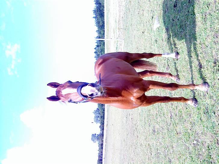 Dansk Varmblod Z op's Claudius. billede 12