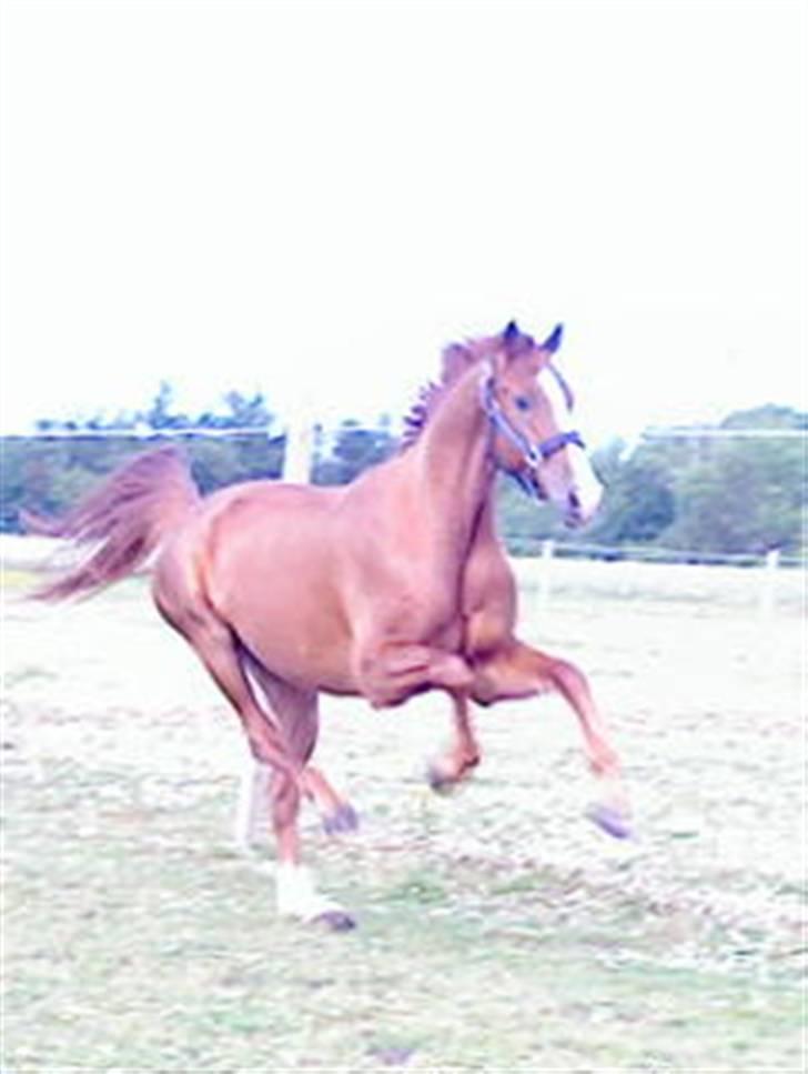 Dansk Varmblod Z op's Claudius. billede 13