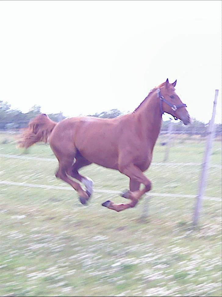 Dansk Varmblod Z op's Claudius. billede 14