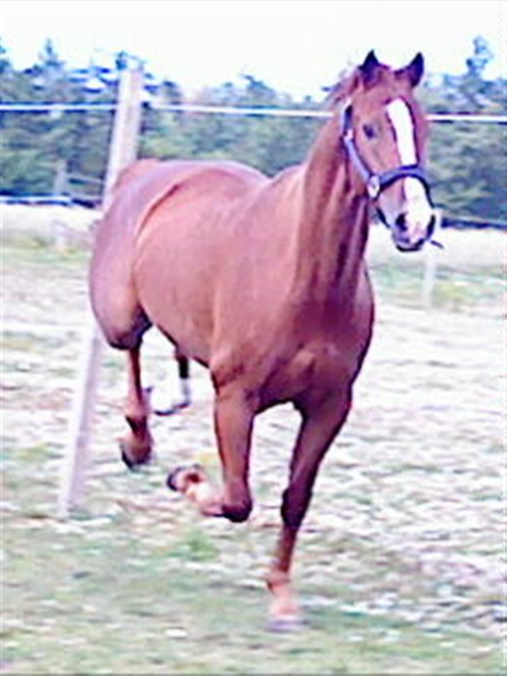 Dansk Varmblod Z op's Claudius. billede 15