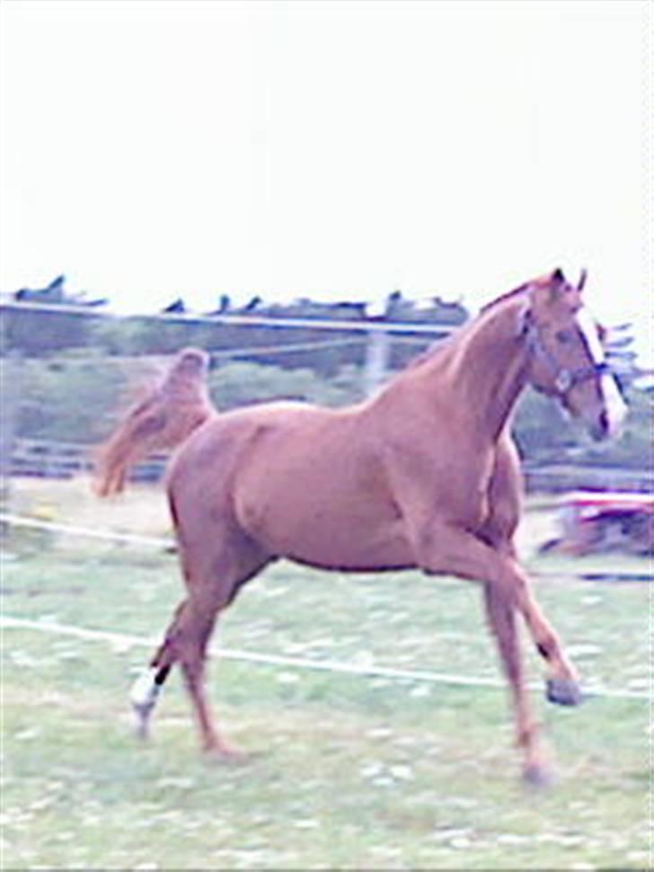 Dansk Varmblod Z op's Claudius. billede 16