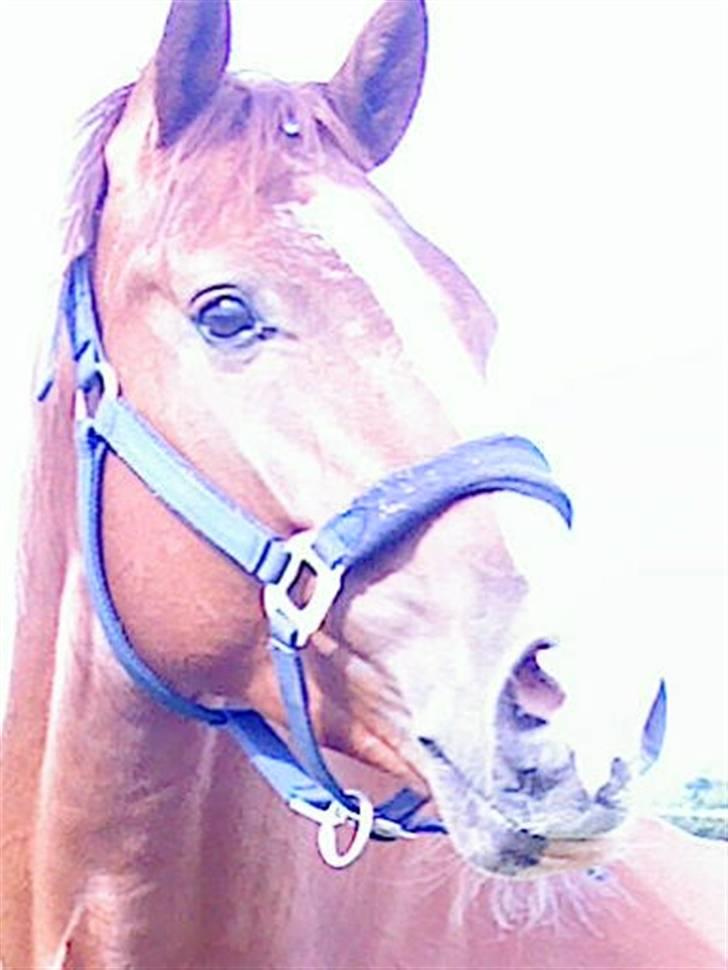 Dansk Varmblod Z op's Claudius. billede 17