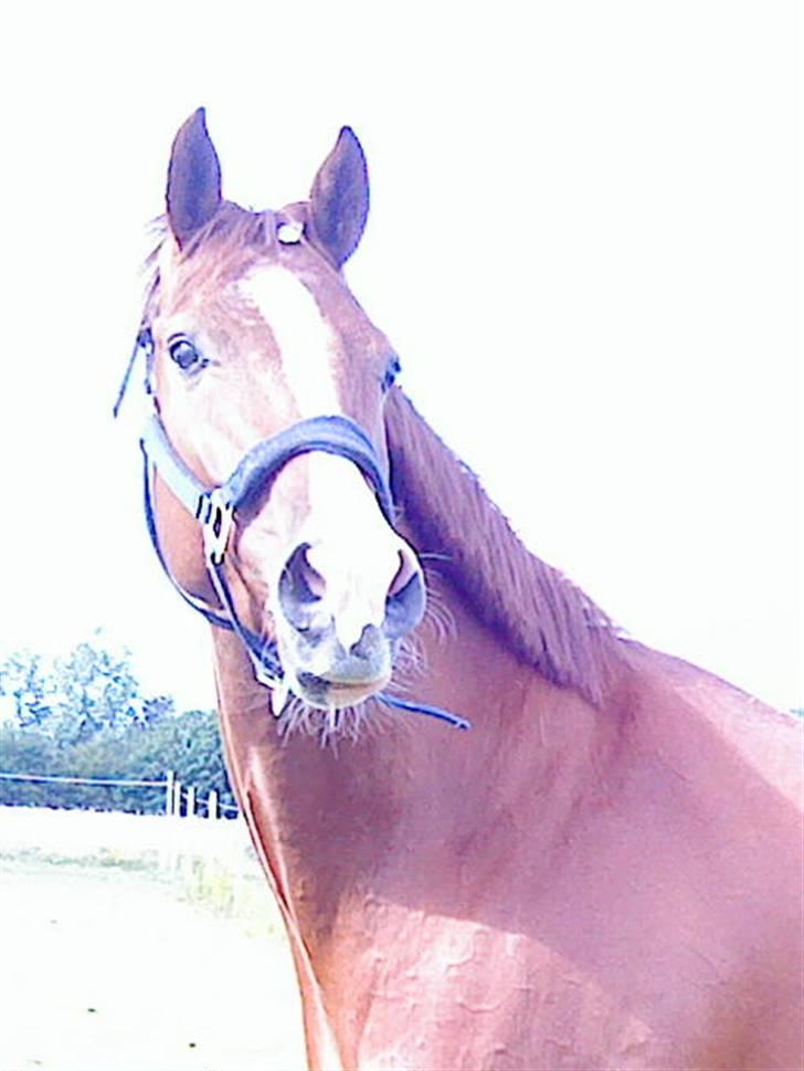 Dansk Varmblod Z op's Claudius. billede 18