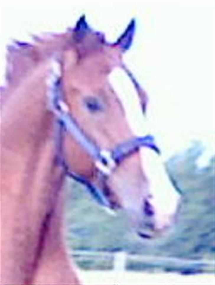 Dansk Varmblod Z op's Claudius. billede 19