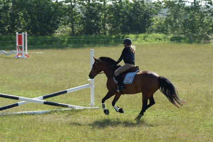 Anden særlig race Misti.<3 (LÅNT UD s; )  - Første gang jeg springer på hende efter hun har stået i 3 uger ca. :) <333 billede 17