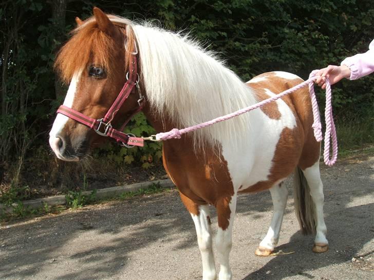 Shetlænder Diana *SOLGT* - smukke Diana billede 1