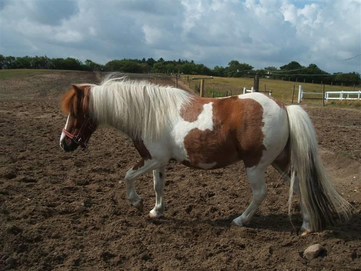 Shetlænder Diana *SOLGT* - på fold billede 2