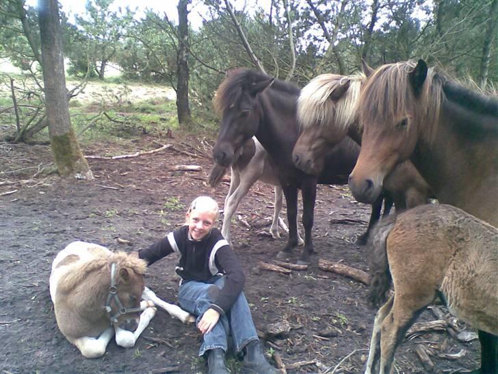Islænder Menja - Mig og Trine og hele flokken billede 1