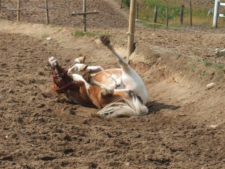 Shetlænder Diana *SOLGT* - ih det er altid godt med en rulletur!!! billede 3