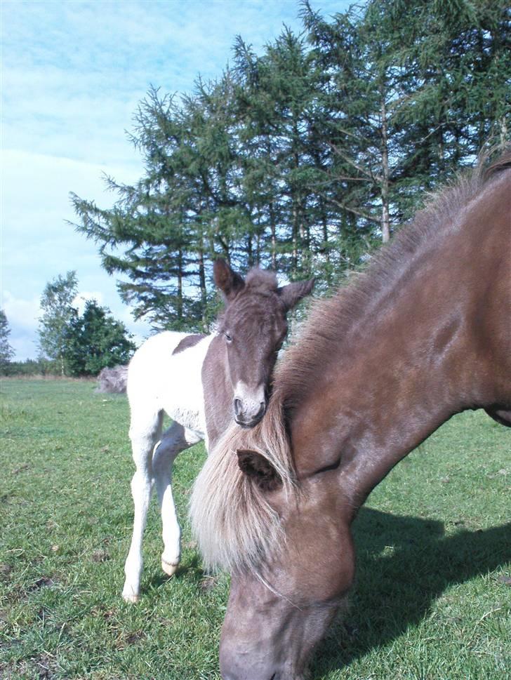 Islænder Menja - nulle nulle moar billede 2