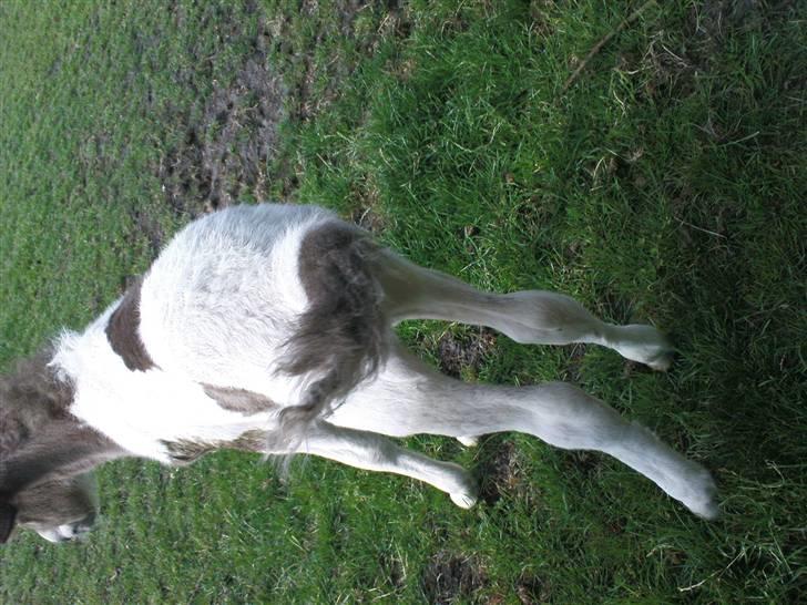 Islænder Menja - så fin min hale er 2 farver billede 3