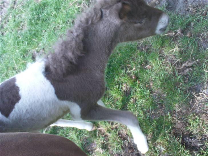 Islænder Menja - mit højre forben er grålig  billede 4