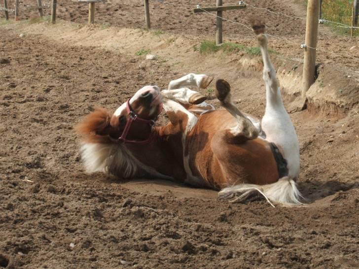 Shetlænder Diana *SOLGT* - en dejlig rulletur er altid godt!!! :-) billede 4