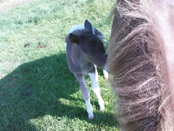 Islænder Menja - mmoar maadd billede 5
