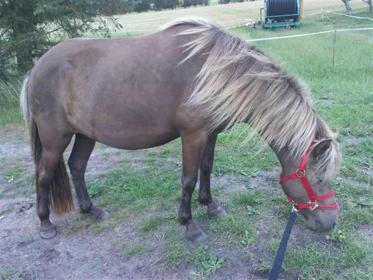 Islænder Menja - så tyk var min mor dagen inden jeg kom ud i den store verden <3<3<<3 billede 6