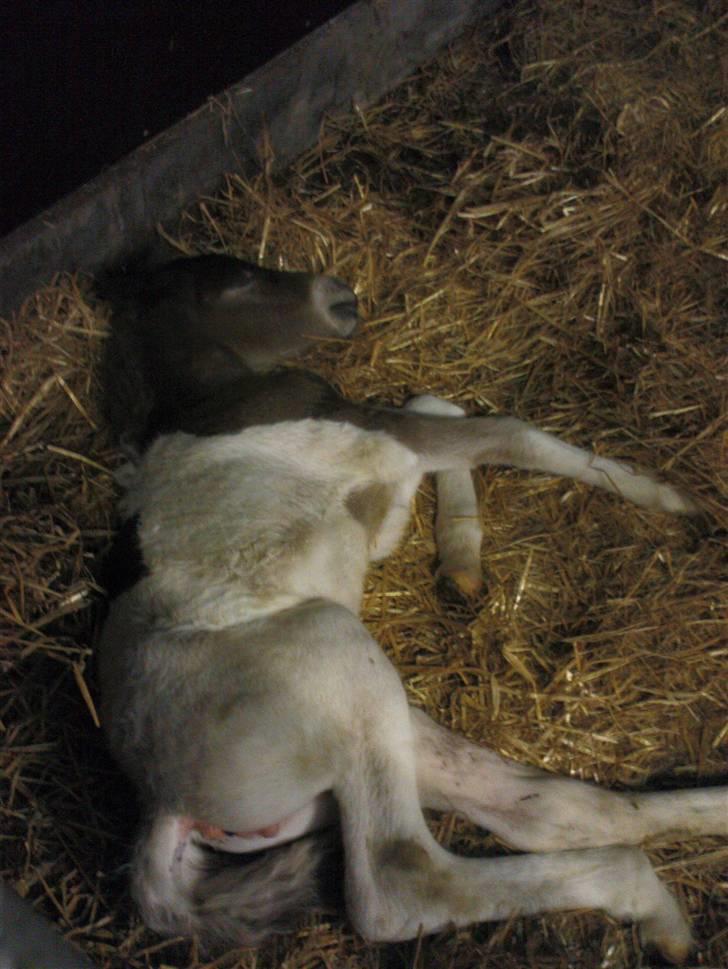 Islænder Menja - zzZZzZZzz   så træt her sover jeg i boksenXD billede 7