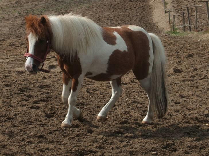 Shetlænder Diana *SOLGT* - på fold billede 5