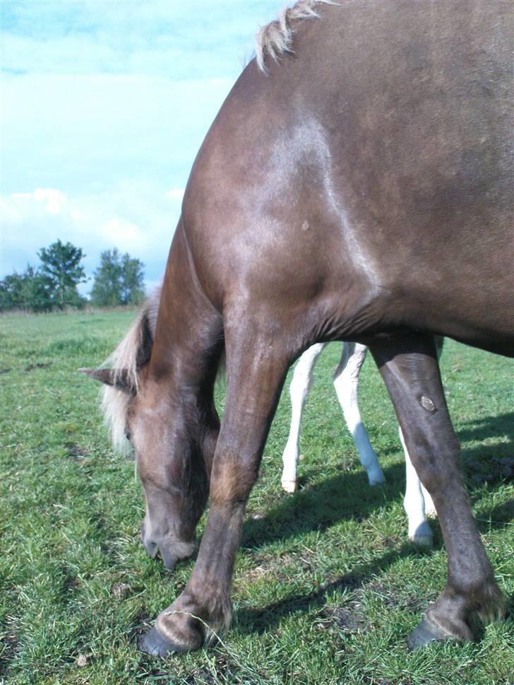 Islænder Menja - Kan i finde mig ??? billede 8