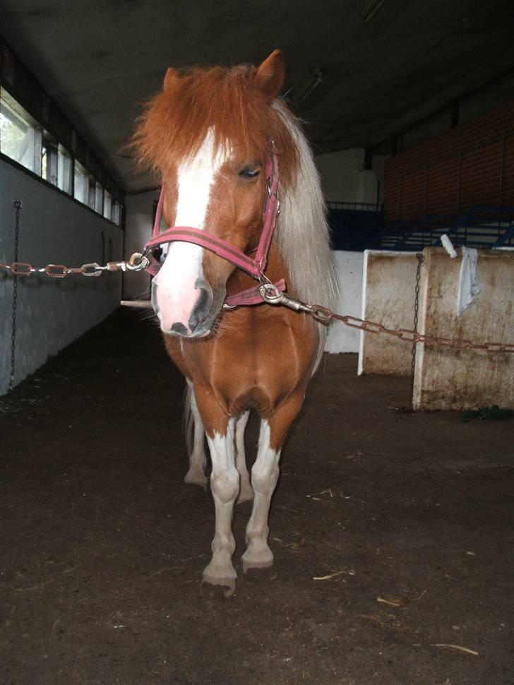 Shetlænder Diana *SOLGT* - i stalden billede 6