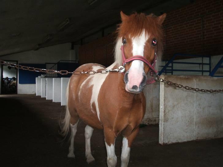 Shetlænder Diana *SOLGT* - på gangen billede 7