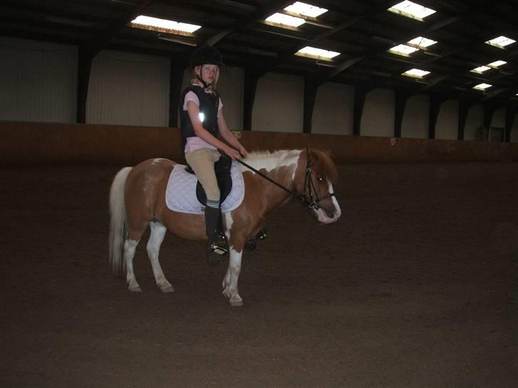 Shetlænder Diana *SOLGT* - fuck det er sku svært at klemme sig ned i sådan en lille sadel!!! billede 8