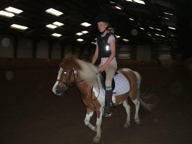 Shetlænder Diana *SOLGT* - i trav billede 9